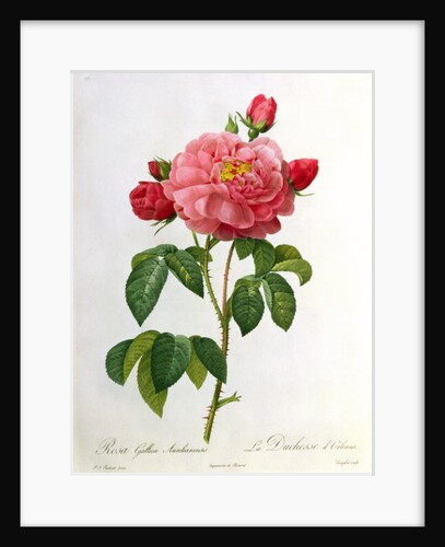 Rosa Gallica Aurelianensis by Pierre Joseph Redoute