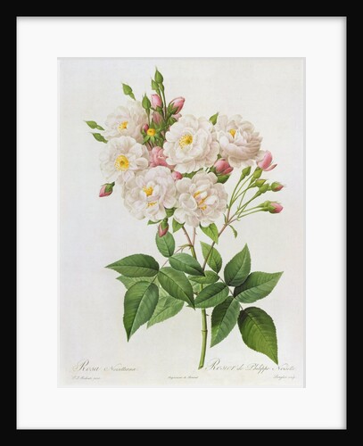 Rosa Noisettiana by Pierre Joseph Redoute
