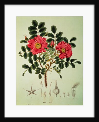 Rosa rugosa by Joseph Gerhard Zuccarini