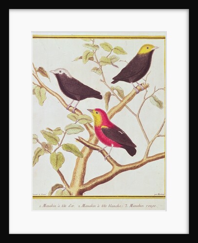 Manakins by Francois Nicolas Martinet
