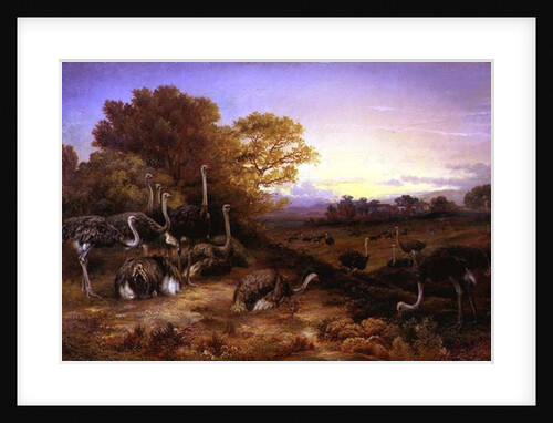 Ostriches, 19th century by Anonymous Anonymous