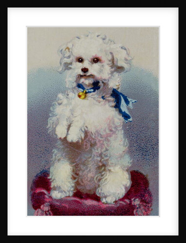 Poodle with blue ribbon by English School