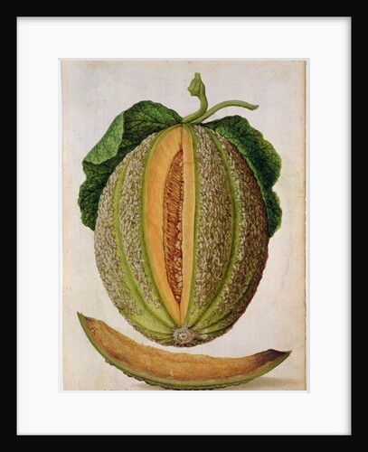 Melon, c.1568 by Jacques Le Moyne