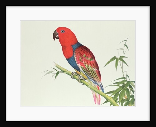 Electus Parrot, on a bamboo shoot, Ch'ien-lung period by Qing Dynasty Chinese School