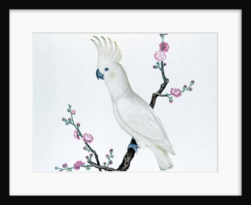 Lesser Lemon Crested Cockatoo, perched on a sprig of flowering Japonica, Ch'ien-lung period by Qing Dynasty Chinese School