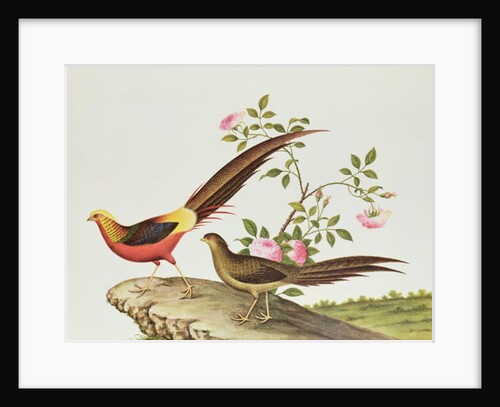 A golden pheasant, Ch'ien-lung period by Qing Dynasty Chinese School