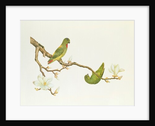 Blue-crowned parakeet, hanging on a magnolia branch, Ch'ien-lung period by Qing Dynasty Chinese School