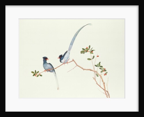 Red-billed blue magpies, on a branch with red berries, Ch'ien-lung period by Qing Dynasty Chinese School