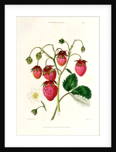 The Roseberry Strawberry by Edwin Dalton Smith