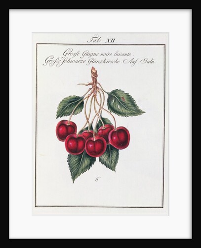 Large Shiny Black Cherry, 19th century by Anonymous