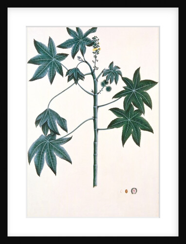 Castor oil plant, c.1801-4 by Indian School