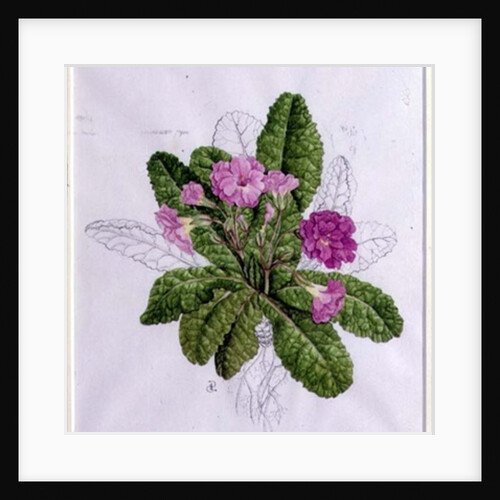 Primula by Anonymous