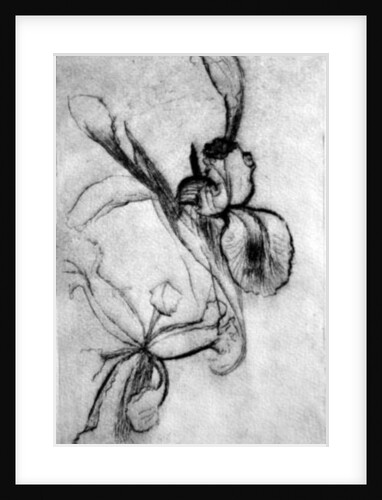 Irises by Brenda Brin Booker