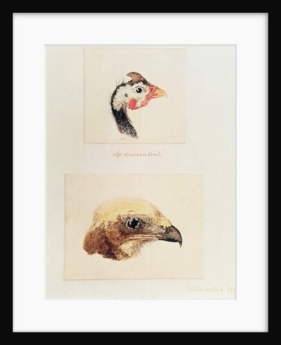 The Guinea Fowl and the Moor Hawk by Joseph Mallord William Turner