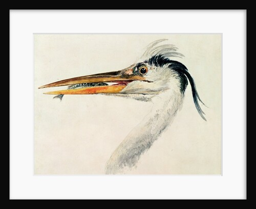 Heron with a fish by Joseph Mallord William Turner
