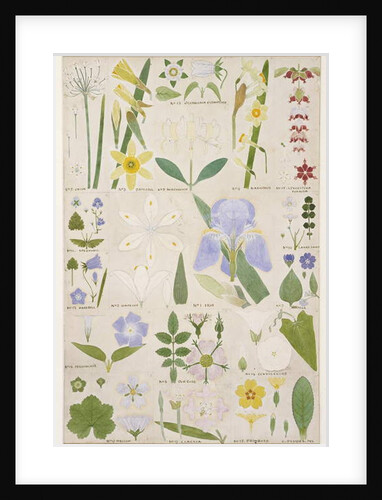 Botanical illustration, original from Owen Jones's `The Grammar of Ornament`, 1856 by Christopher Dresser