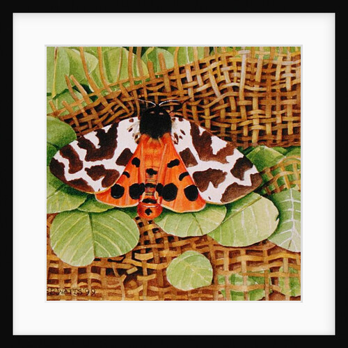 Tiger Moth, 1999 by E.B. Watts