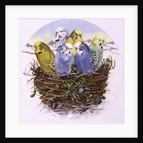Budgerigars in a Nest, 1995 by E.B. Watts