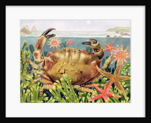 Furrowed Crab with Starfish Underwater, 1997 by E.B. Watts
