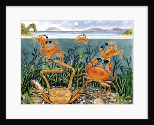 Crabs in the Ocean, 1997 by E.B. Watts