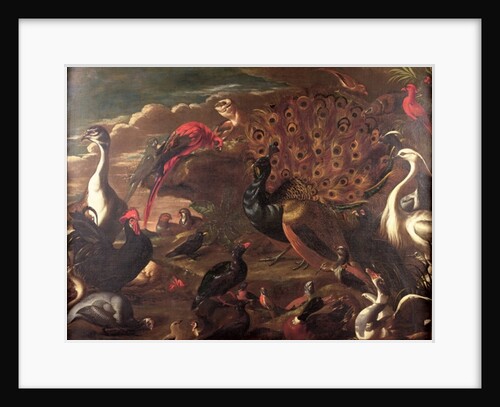 The Birds and the Beasts by Jacob van der (1637-1712) Kerckhoven