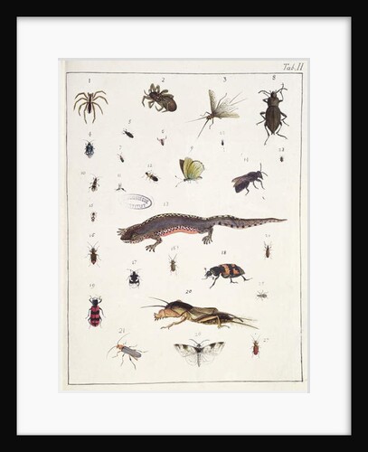 Various insects and a lizard by Georges Cuvier