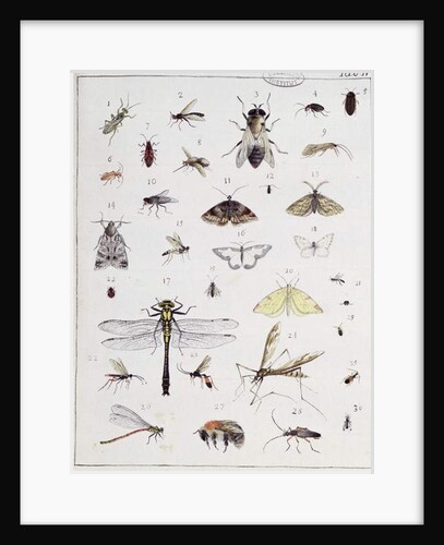 Various insects by Georges Cuvier