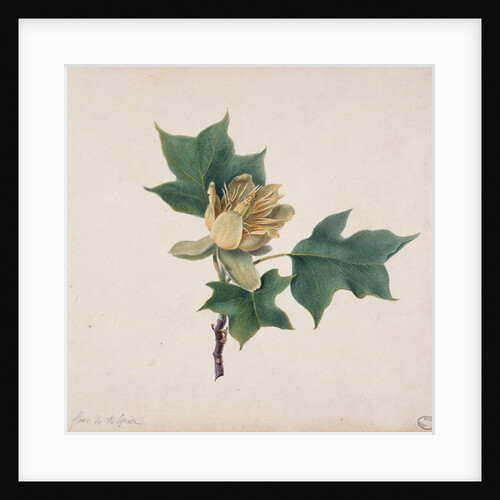 Flower of a Tulip Tree by French School
