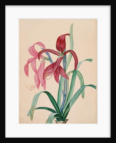 Iris, 1812 by French School