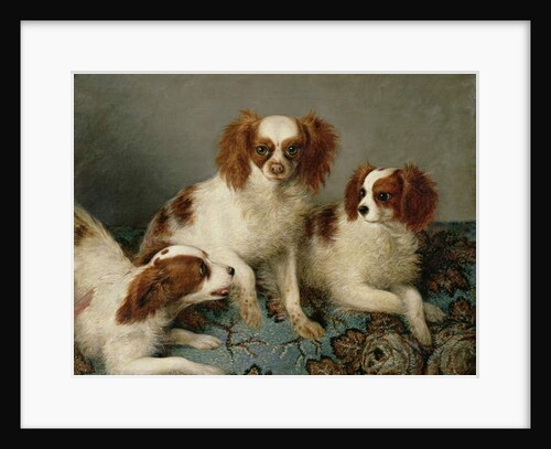 Three Cavalier King Charles Spaniels on a Rug by English School