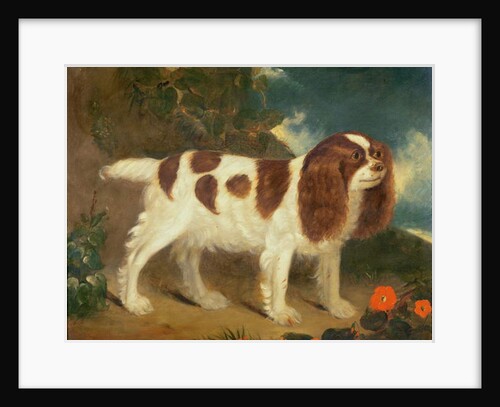 King Charles Spaniel by William Thompson