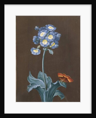 Primula Auricula with Moth by Margaretha Barbara Dietzsch