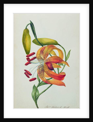 Tiger Lily by Mrs Frederick Hill
