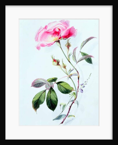 A Rose by James Holland