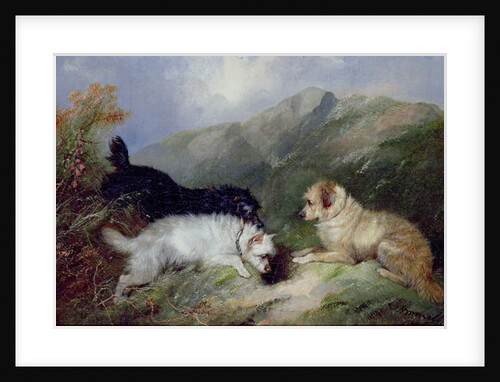 Terriers Rabbiting by George Armfield