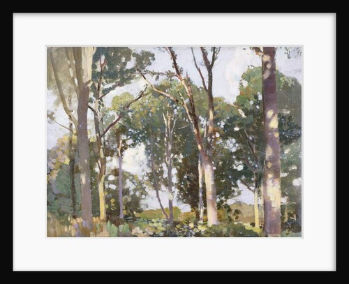 Trees in sunlight by Harry Watson