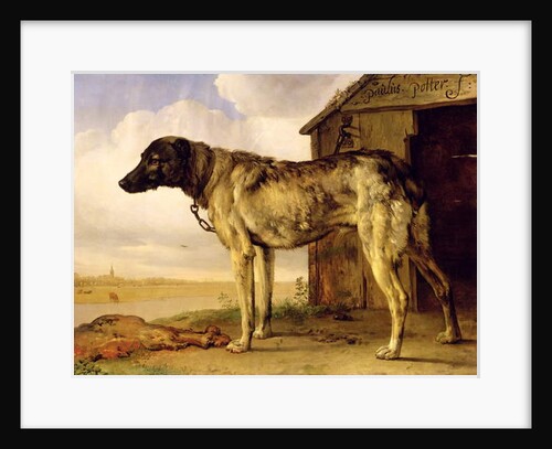 Dog on a Chain, 1653-4 by Paulus Potter