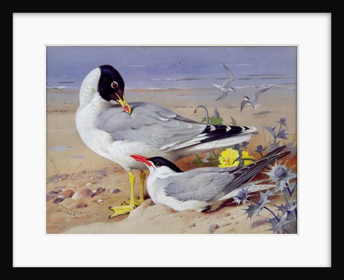 Black headed gulls, by Archibald Thorburn