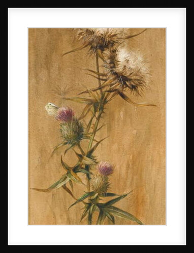 Butterfly on Thistle Heads by Edwin John Alexander