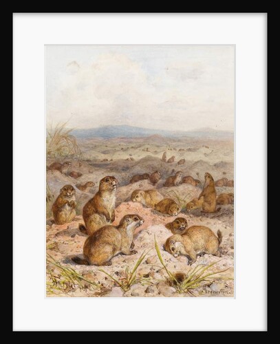 Marmots at their Burrows by August Specht