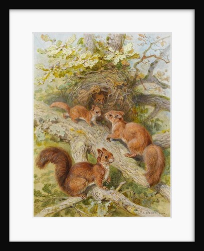 Red Squirrels by August Specht