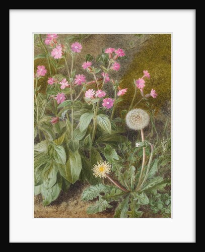 Rose Campions and Dandelion, 1875 by Marion Chase