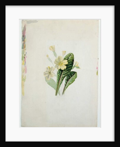 Study of a primrose, c.1830 by Charlotte Bronte