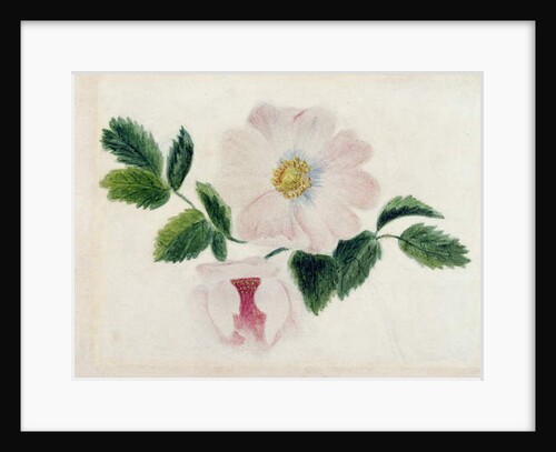 Pink roses by Charlotte Bronte