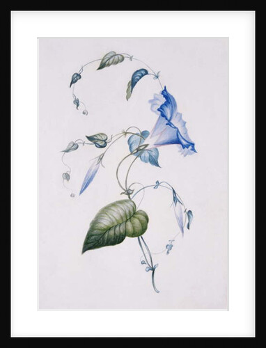 Blue convolvulus, 1832 by Charlotte Bronte