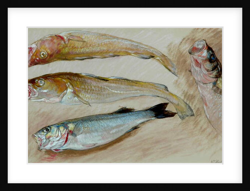 Study of Four Fishes for 'The Mackerel Nets', 1912 by William Shackleton