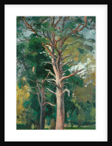 The Scotch Fir by William Bruce Ellis Ranken