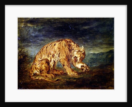 Tiger licking a paw by Ferdinand Victor Eugene Delacroix