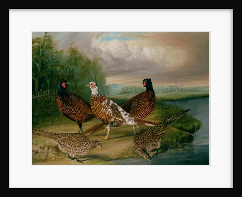 Pheasants by the River Wensum, Norfolk by James Blazeby