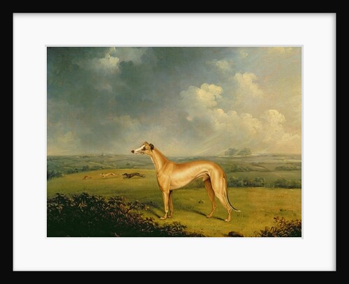 Reverend Henry Bate Dudley's Greyhound 'The Miller', 1799 by Henry Bernard Chalon